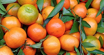 When Are Tangerines in Season?